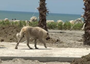 Avrupa'da sıkı düzenlemelerle yerleşim yerlerinde sahipsiz hayvanlara rastlanmıyor