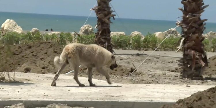 Avrupa'da sıkı düzenlemelerle yerleşim yerlerinde sahipsiz hayvanlara rastlanmıyor