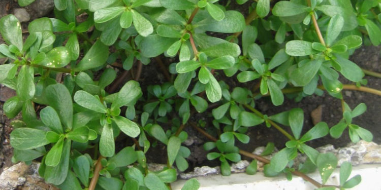 Haftalık gıda denetim sonuçları açıklandı… Semizotu ve molehiyada tavsiye dışı bitki koruma ürünü